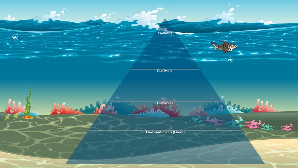 Ocean Ecological Pyramid