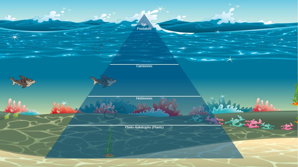 Ocean Ecological Pyramid