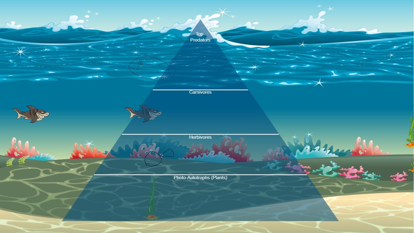 Ocean Ecological Pyramid