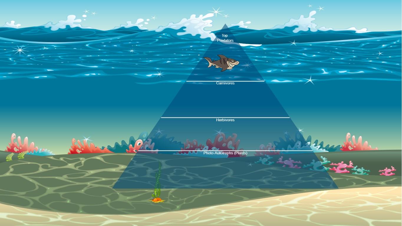 Ocean Ecological Pyramid