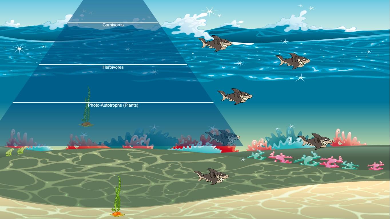 Ocean Ecological Pyramid