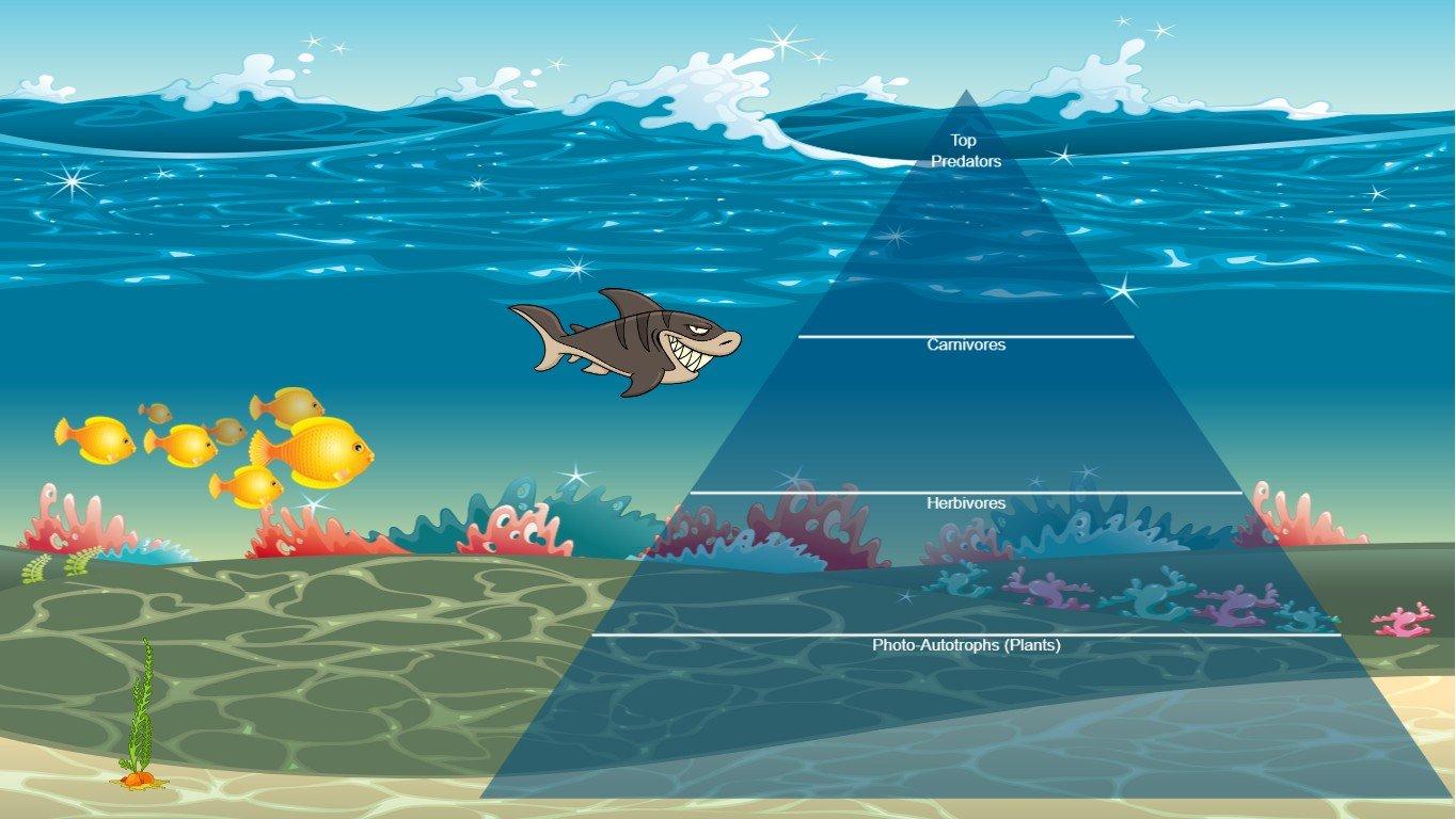 Ocean Ecological Pyramid