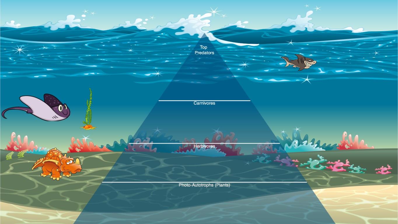 Ocean Ecological Pyramid