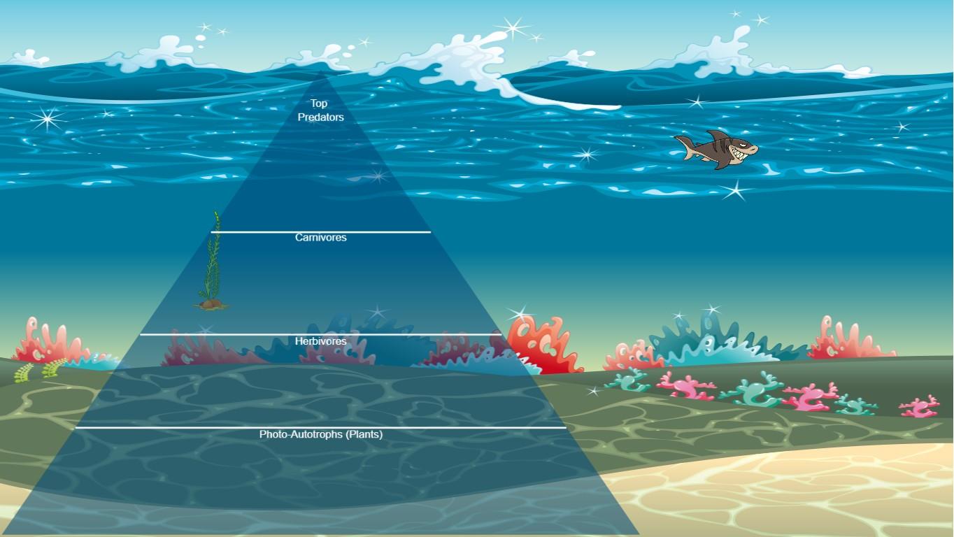 Ocean Ecological Pyramid