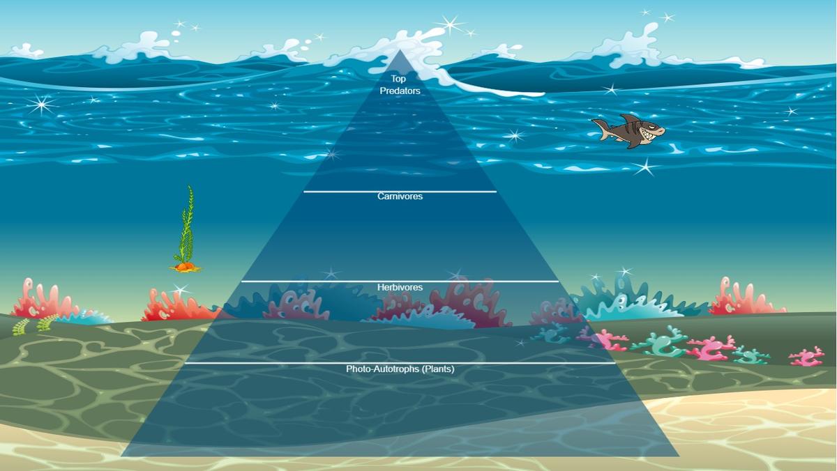 Ocean Ecological Pyramid