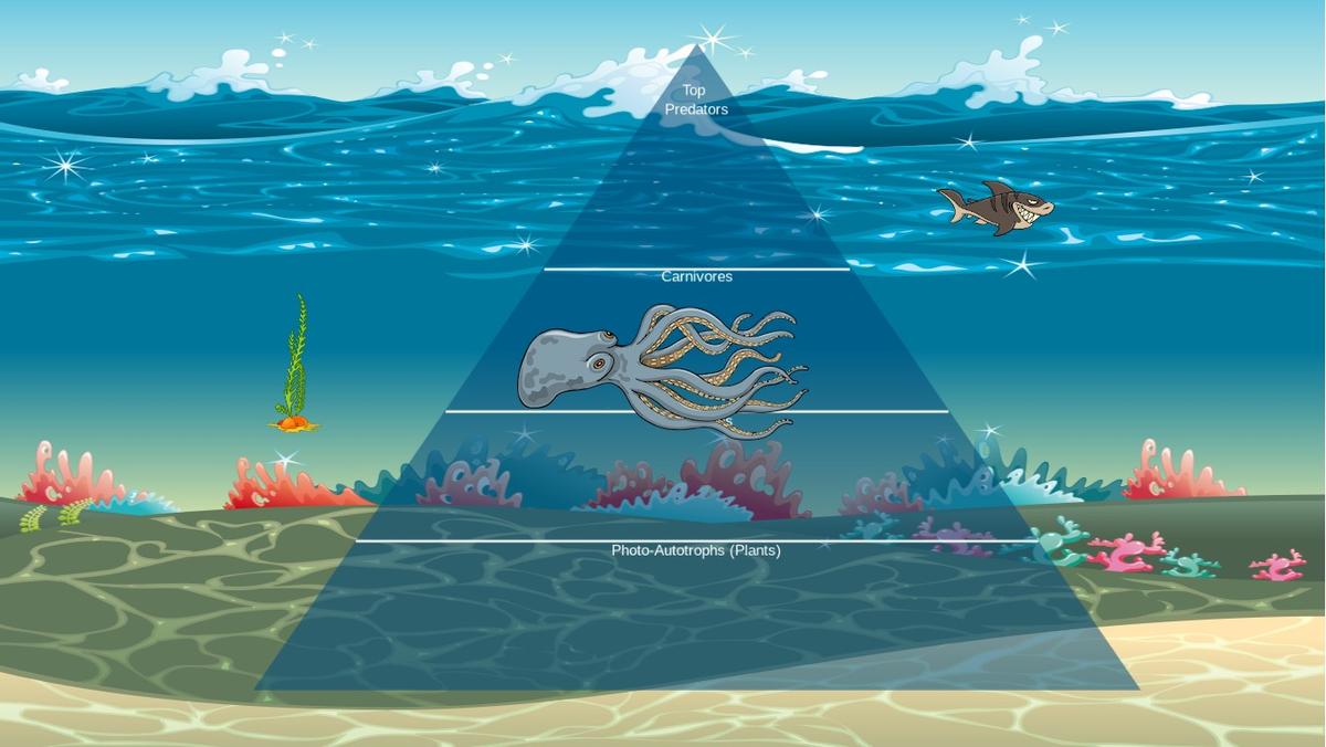 Ocean Ecological Pyramid