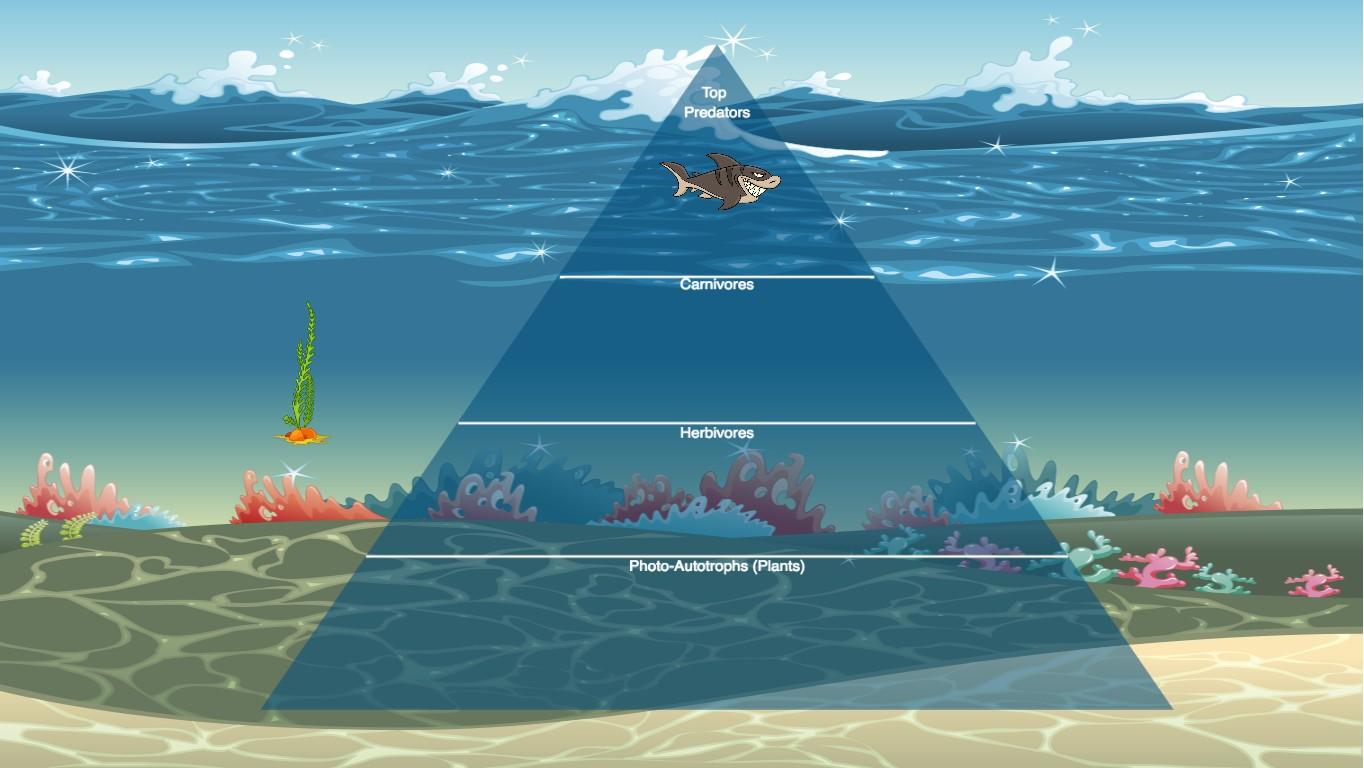 Ocean Ecological Pyramid