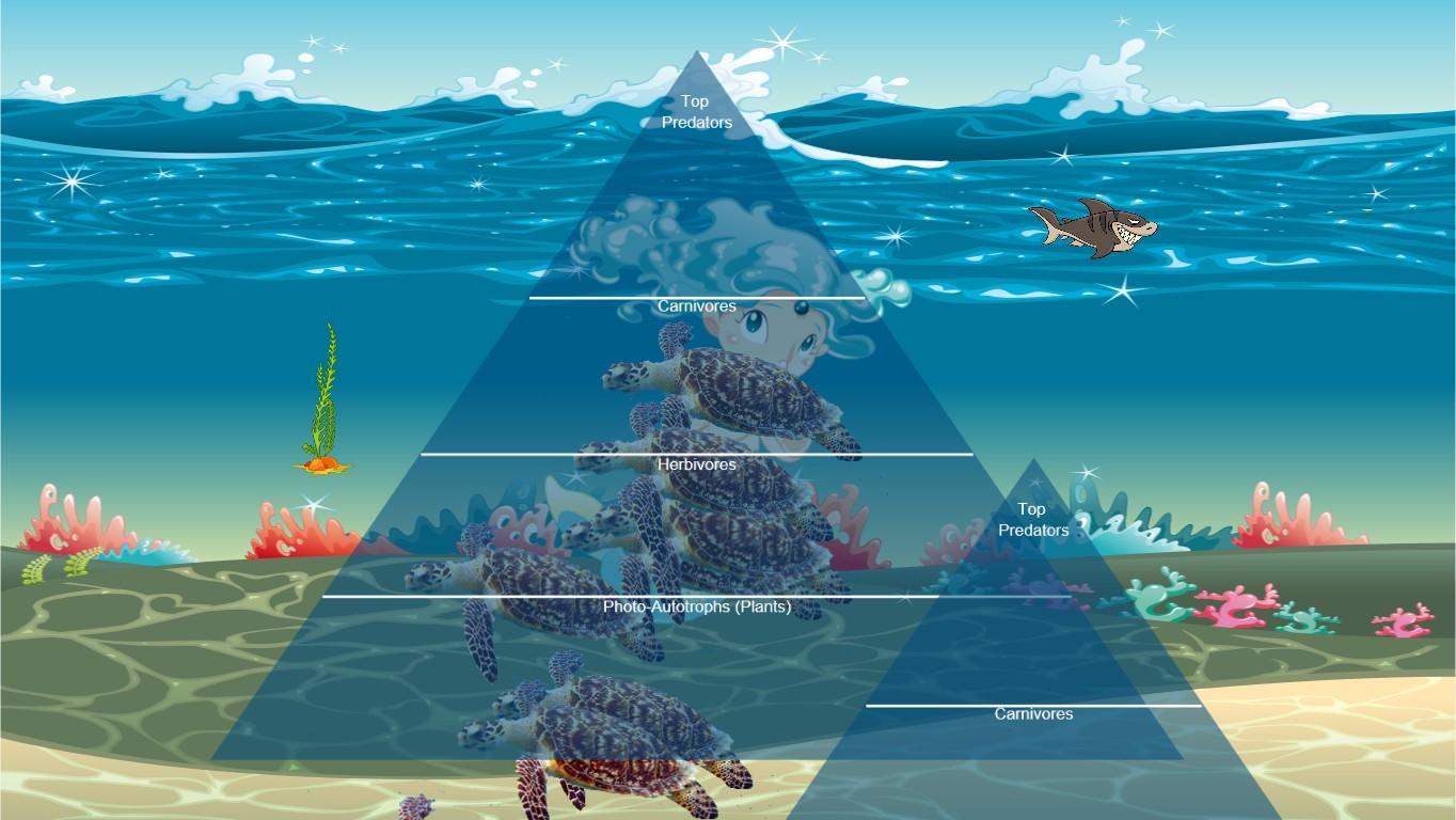 Ocean Ecological Pyramid