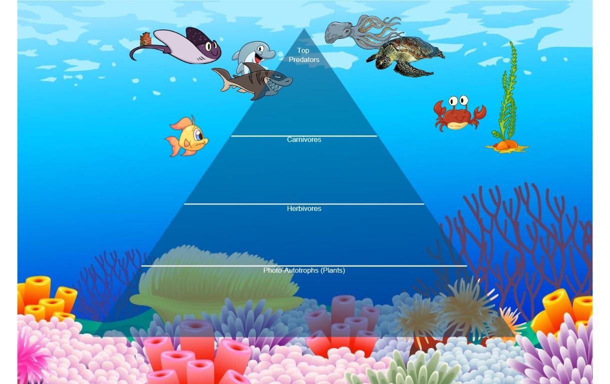 Ocean Ecological Pyramid