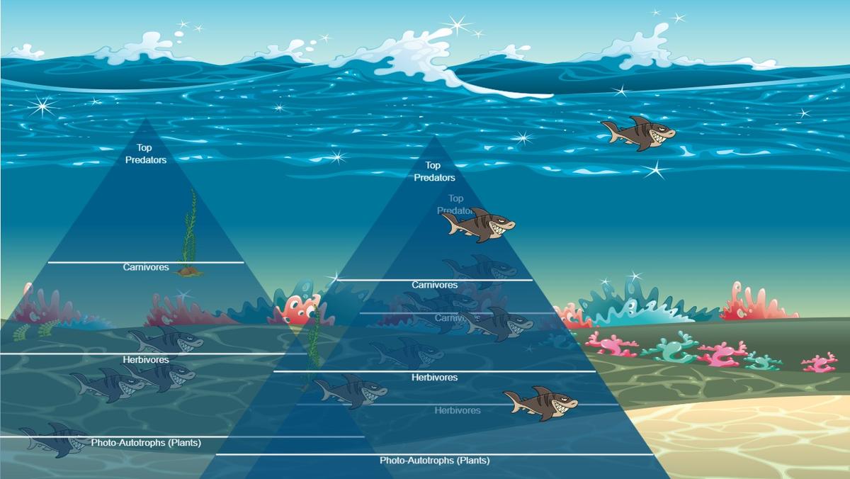 Ocean Ecological Pyramid