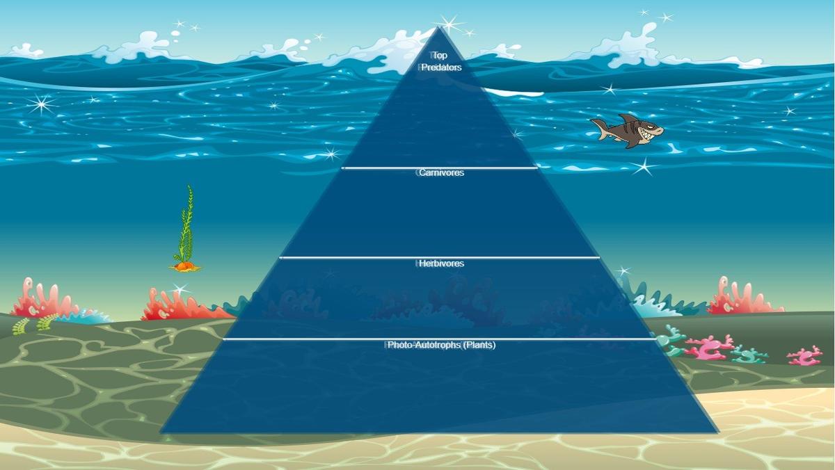 Ocean Ecological Pyramid