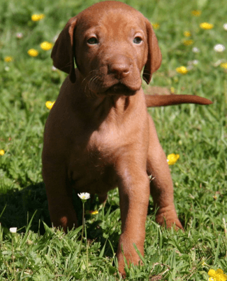 puppy image