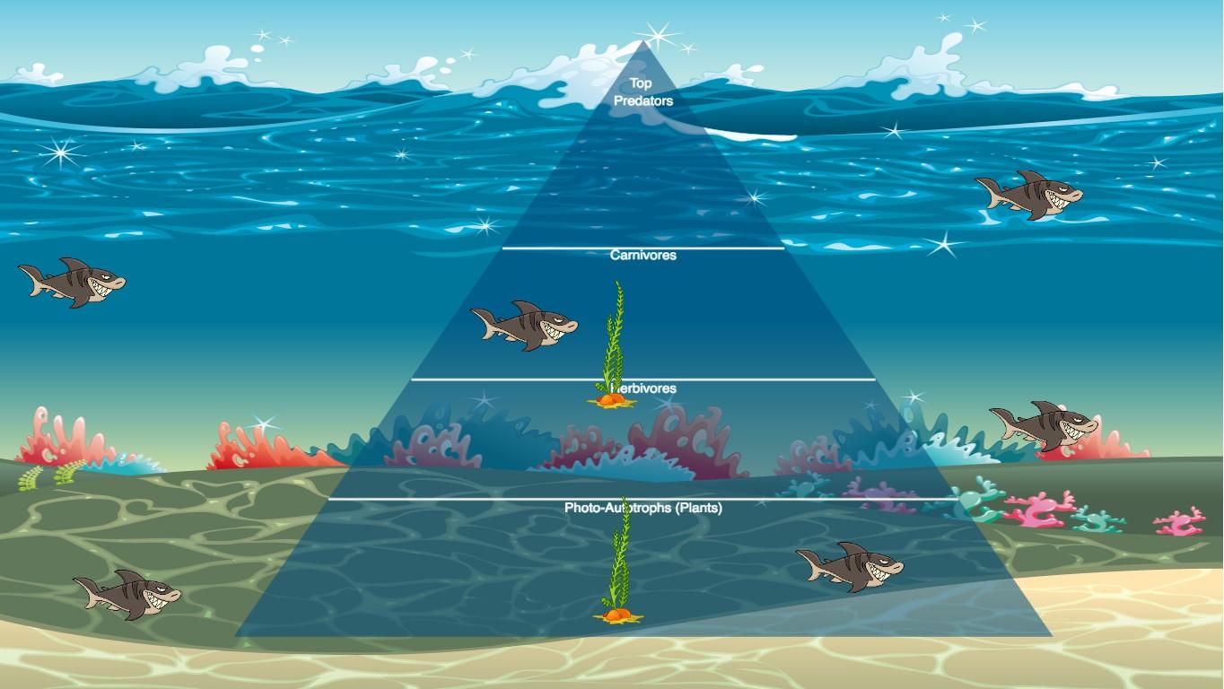 Ocean Ecological Pyramid