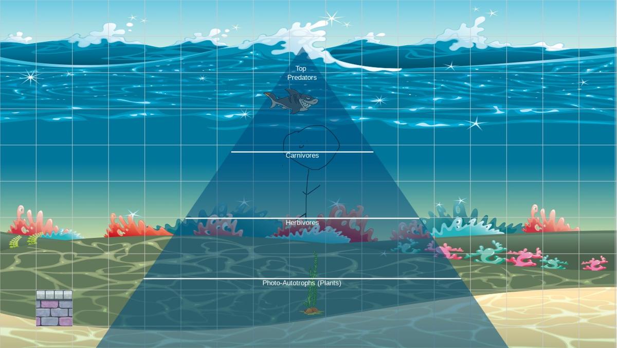 Ocean Ecological Pyramid