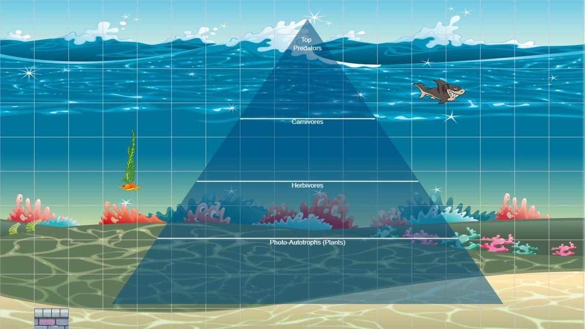 Ocean Ecological Pyramid