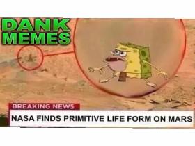 Spongegar Found On Mars