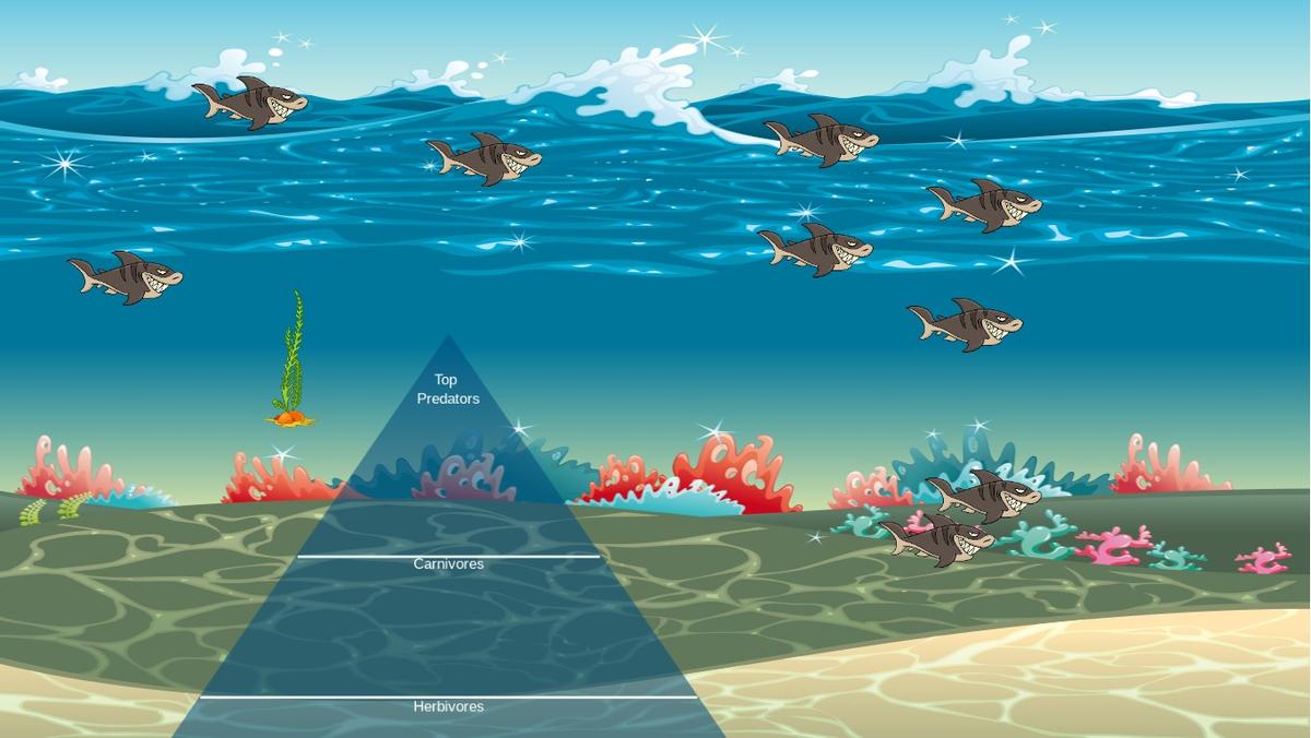 Ocean Ecological Pyramid