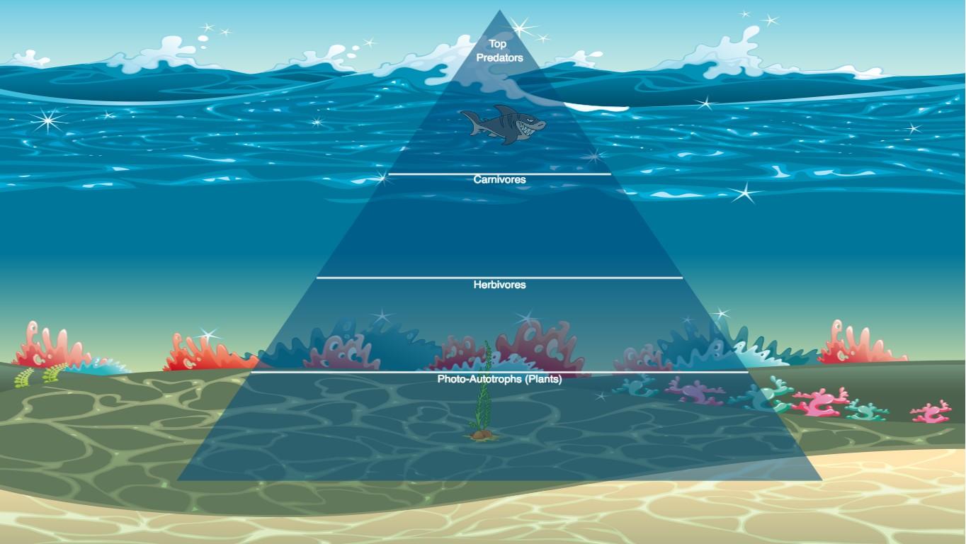 Ocean Ecological Pyramid