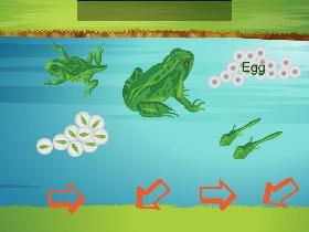 Life Cycle of a Frog