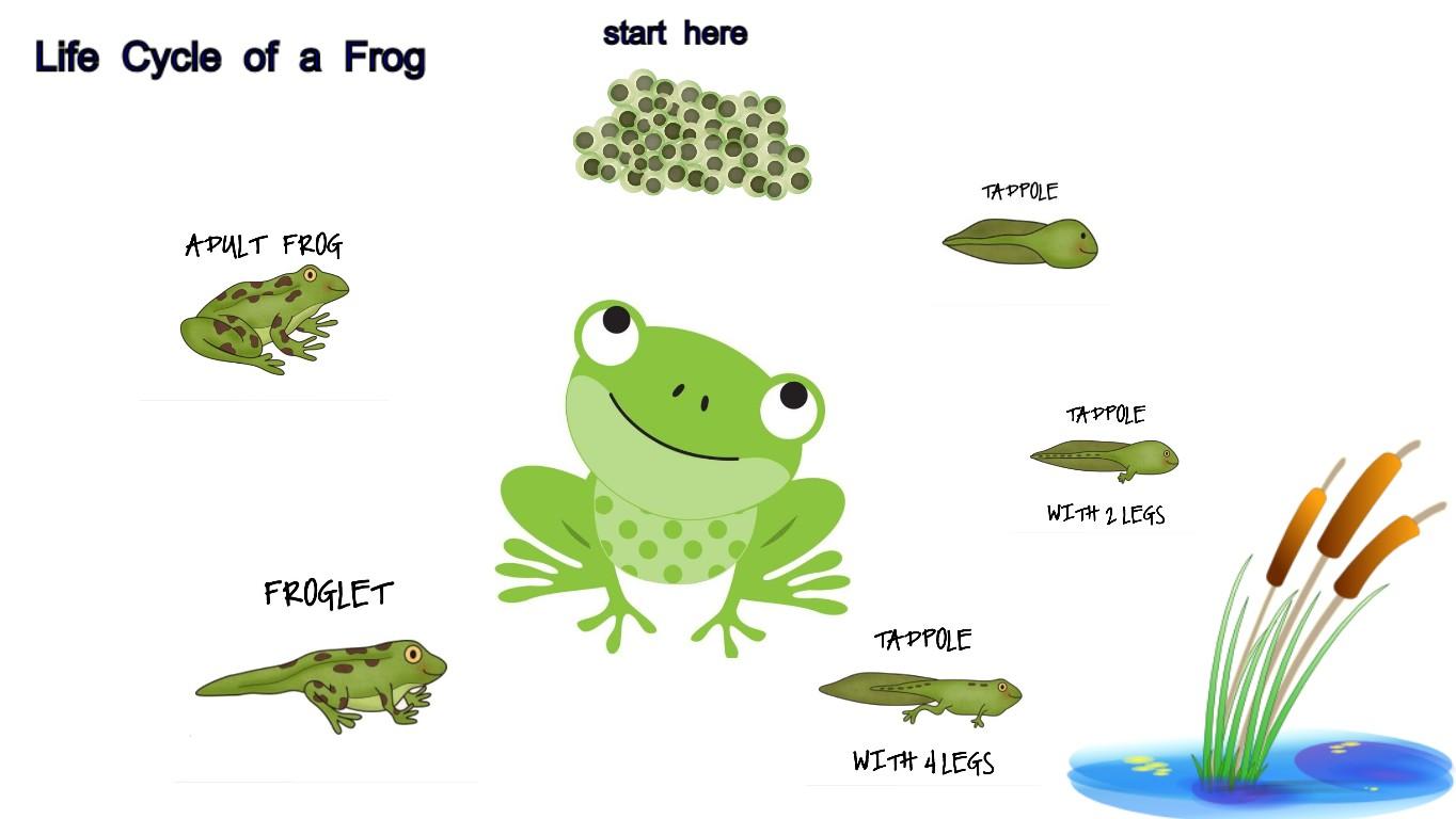 Life Cycles Project-Frogs