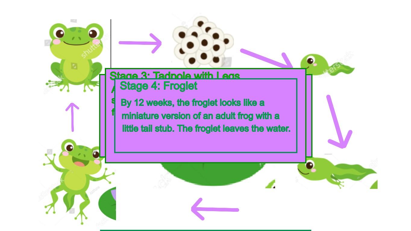 Frog Life Cycle