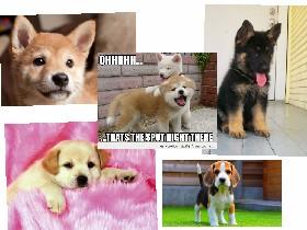 so cute dogs