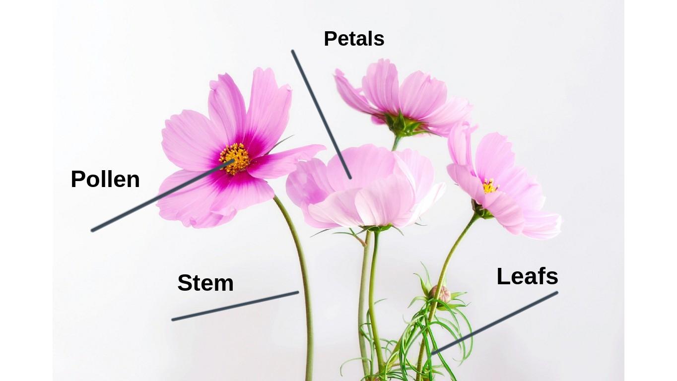 Parts of a Flower