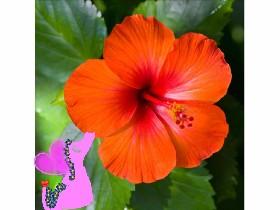 Rosebud and hibiscus