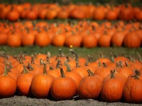 Pumpkin Grower