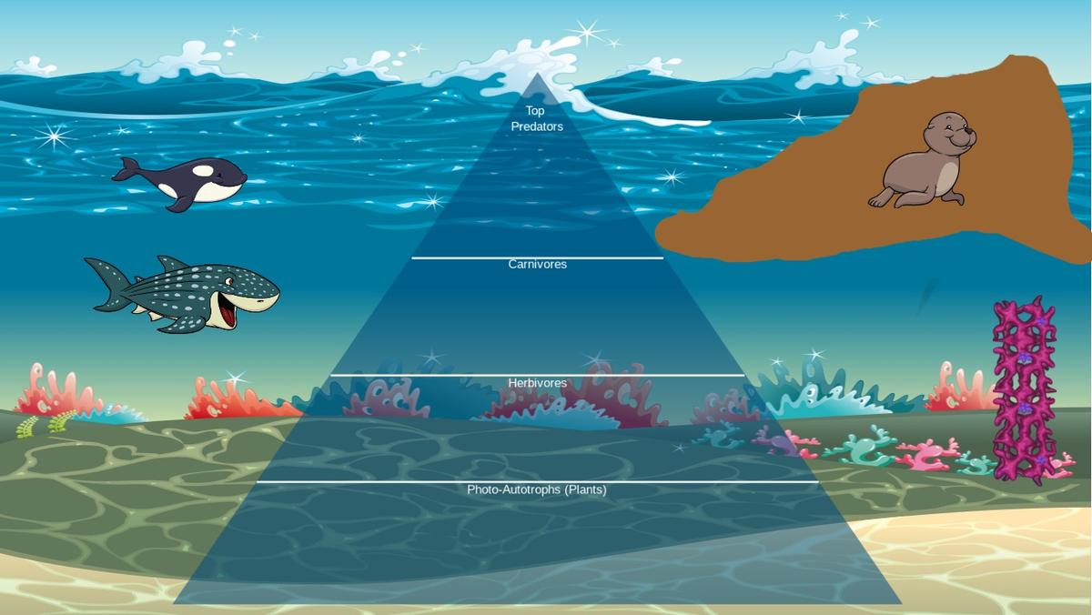 Ocean Ecological Pyramid