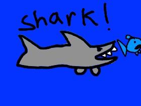 SHARK 1