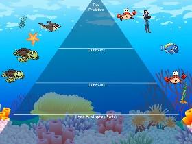 Ecological Pyramid 2