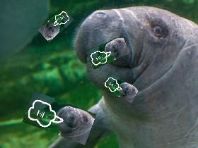 Save the Manatees