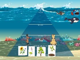 Ecological Pyramid 1