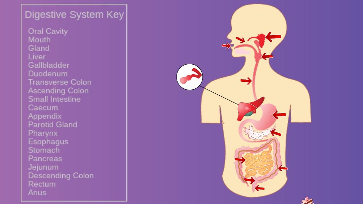 Digestive System Quiz