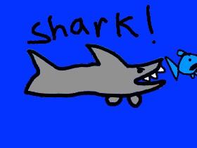 SHARK 1