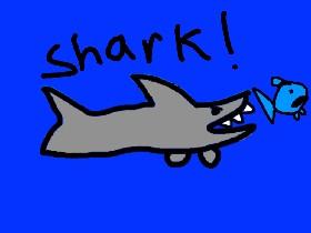 Shark! 1 1 1