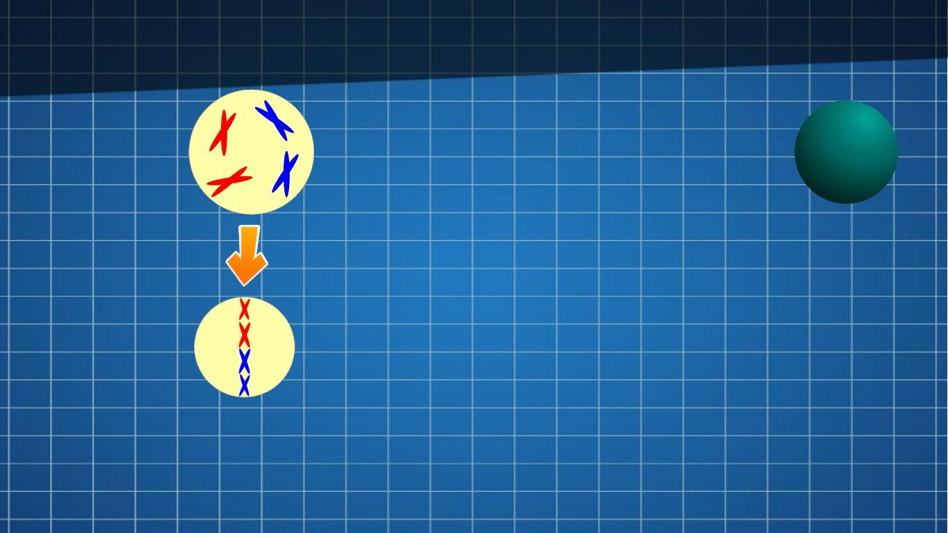 Mitosis vs Meiosis