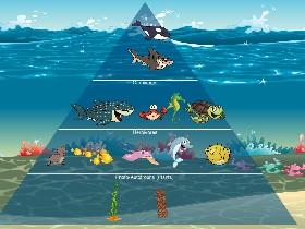 Ecological Pyramid 1