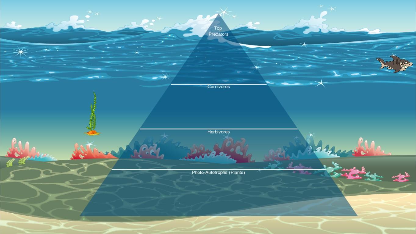 Ocean Ecological Pyramid