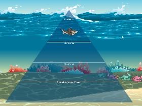 Ecological Pyramid 1