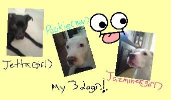 my 3 dogs - CUTE!!!!!!!