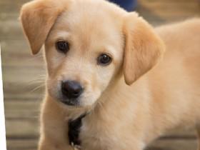 Golden retriever puppy