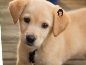 Golden retriever puppy 1