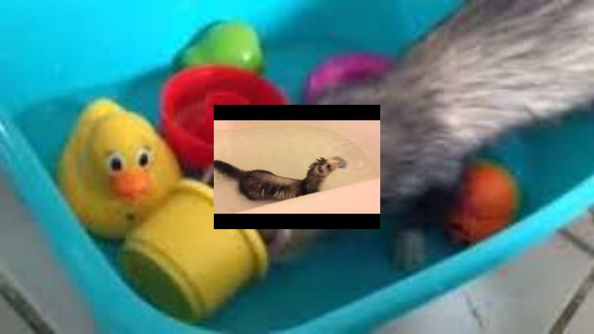 ferret bath time drawing