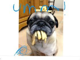 pug eating  1