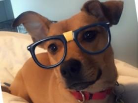 nerd DOG WOOF