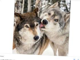 Wolf love