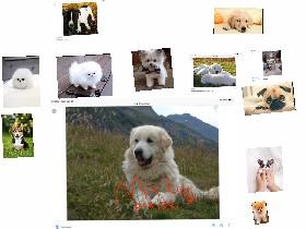 cute dog pictures 