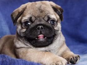 pug g